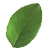 Blad Appelboom