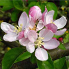 Bloesem Appelboom