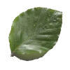 Blad Beukenboom