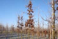 Eikenboom