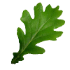 Blad Eikenboom