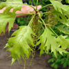 Bloesem Eikenboom