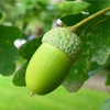 Vrucht Eikenboom