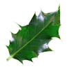 Hulst blad