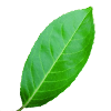 Laurier blad