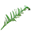 Taxus blad