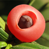 Taxus vrucht