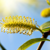Bloesem Wilgenboom