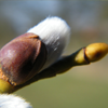 Vrucht Wilgenboom
