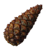Zwarte Den vrucht