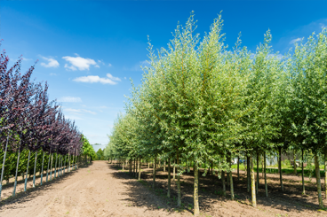 Laanbomen