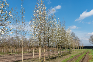 Sierbomen